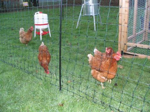 Chicken Layer Cage